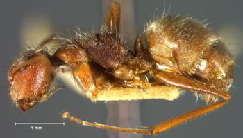 Media type: image; Entomology 22952   Aspect: habitus lateral view